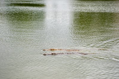 Crocodile nageant à le Lac aux crocodiles à le city de Yamoussoukro à Côte d'Ivoire 09