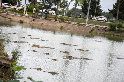 Crocodiles nagent à le Lac aux crocodiles à le city de Yamoussoukro à Côte d'Ivoire 01