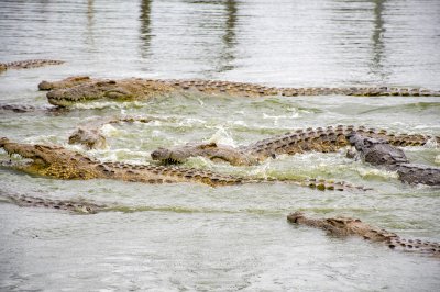Crocodiles nagent à le Lac aux crocodiles à le city de Yamoussoukro à Côte d'Ivoire 02