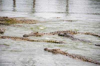 Crocodiles nagent à le Lac aux crocodiles à le city de Yamoussoukro à Côte d'Ivoire 03