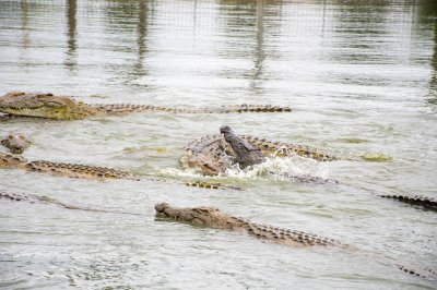 Crocodiles nagent à le Lac aux crocodiles à le city de Yamoussoukro à Côte d'Ivoire 04