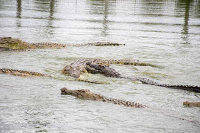 Crocodiles nagent à le Lac aux crocodiles à le city de Yamoussoukro à Côte d'Ivoire 05