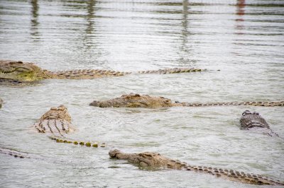 Crocodiles nagent à le Lac aux crocodiles à le city de Yamoussoukro à Côte d'Ivoire 06