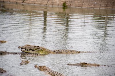 Crocodiles nagent à le Lac aux crocodiles à le city de Yamoussoukro à Côte d'Ivoire 07