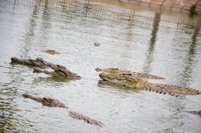 Crocodiles nagent à le Lac aux crocodiles à le city de Yamoussoukro à Côte d'Ivoire 08