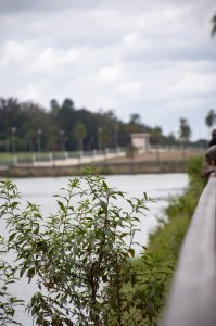Edge de le Lac aux crocodiles à le city de Yamoussoukro