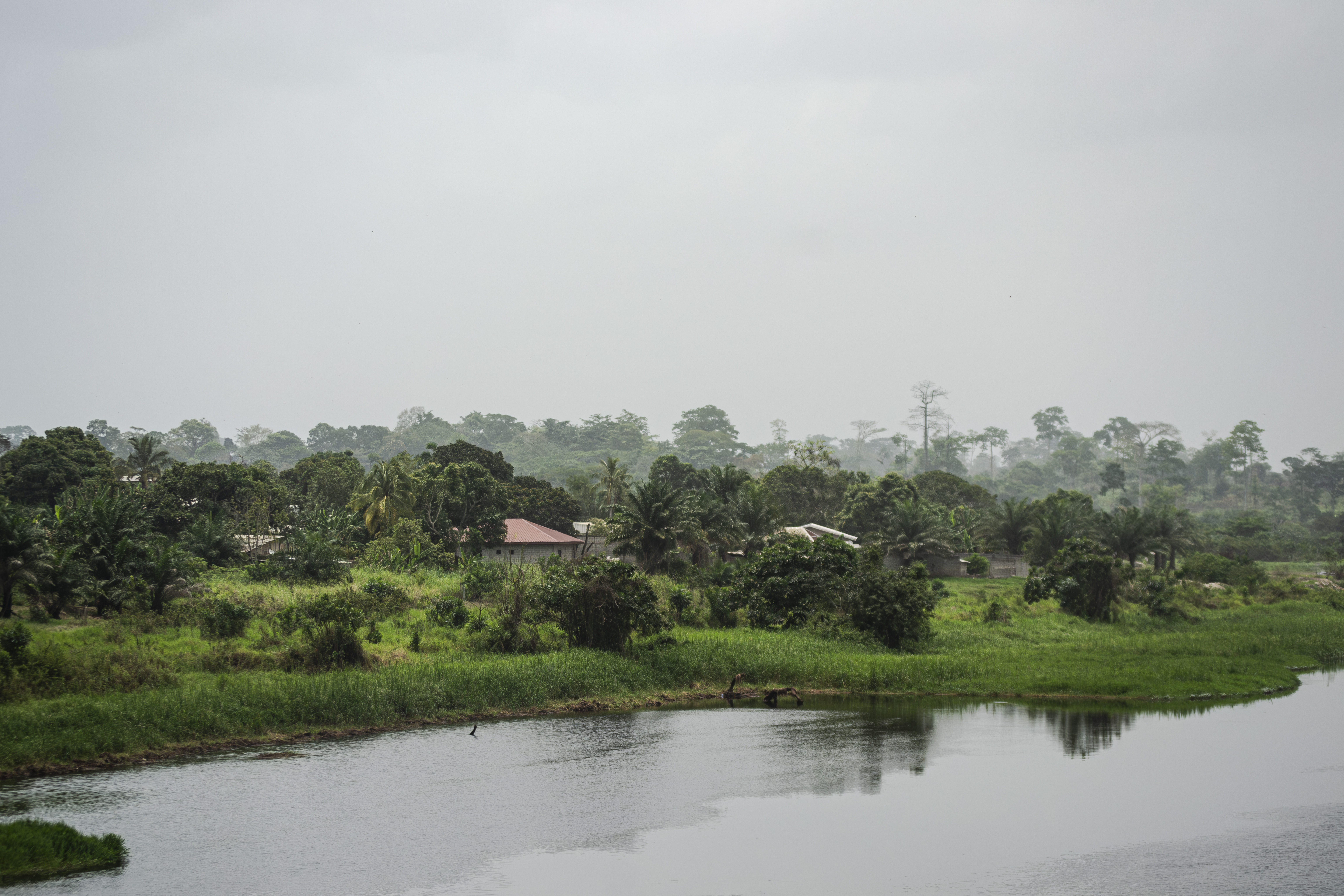 Verdure sur le banks de le fleuve Nyong à le town de Mbalmayo à Cameroun