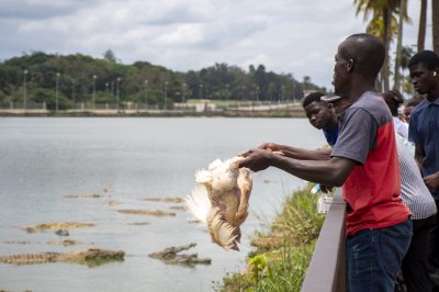 Homme au bord de le Lac aux crocodiles, se préparant à nourrir le crocodiles avec poulets vivants 01