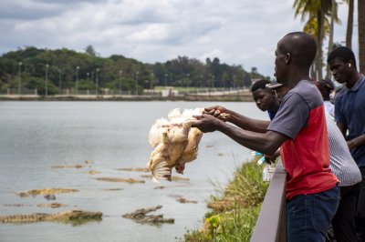 Homme au bord de le Lac aux crocodiles, se préparant à nourrir le crocodiles avec poulets vivants 02