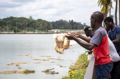 Homme au bord de le Lac aux crocodiles, se préparant à nourrir le crocodiles avec poulets vivants 03