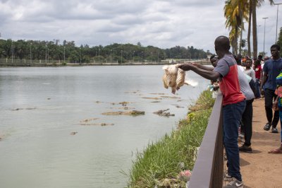 Homme au bord de le Lac aux crocodiles, se préparant à nourrir le crocodiles avec poulets vivants 04