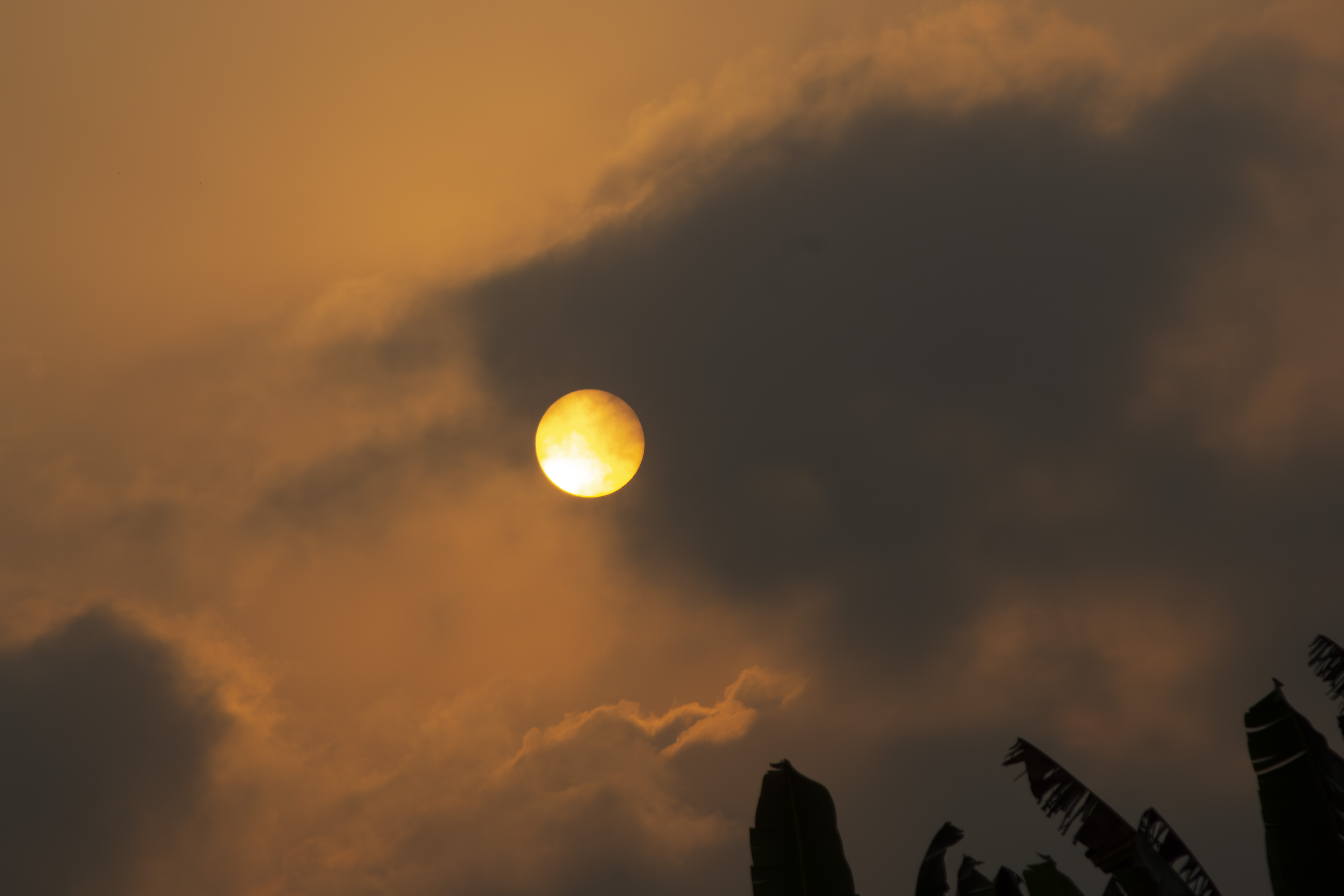 Coucher de soleil orangé avec silhouettes de feuilles de bananier à yaounde 01