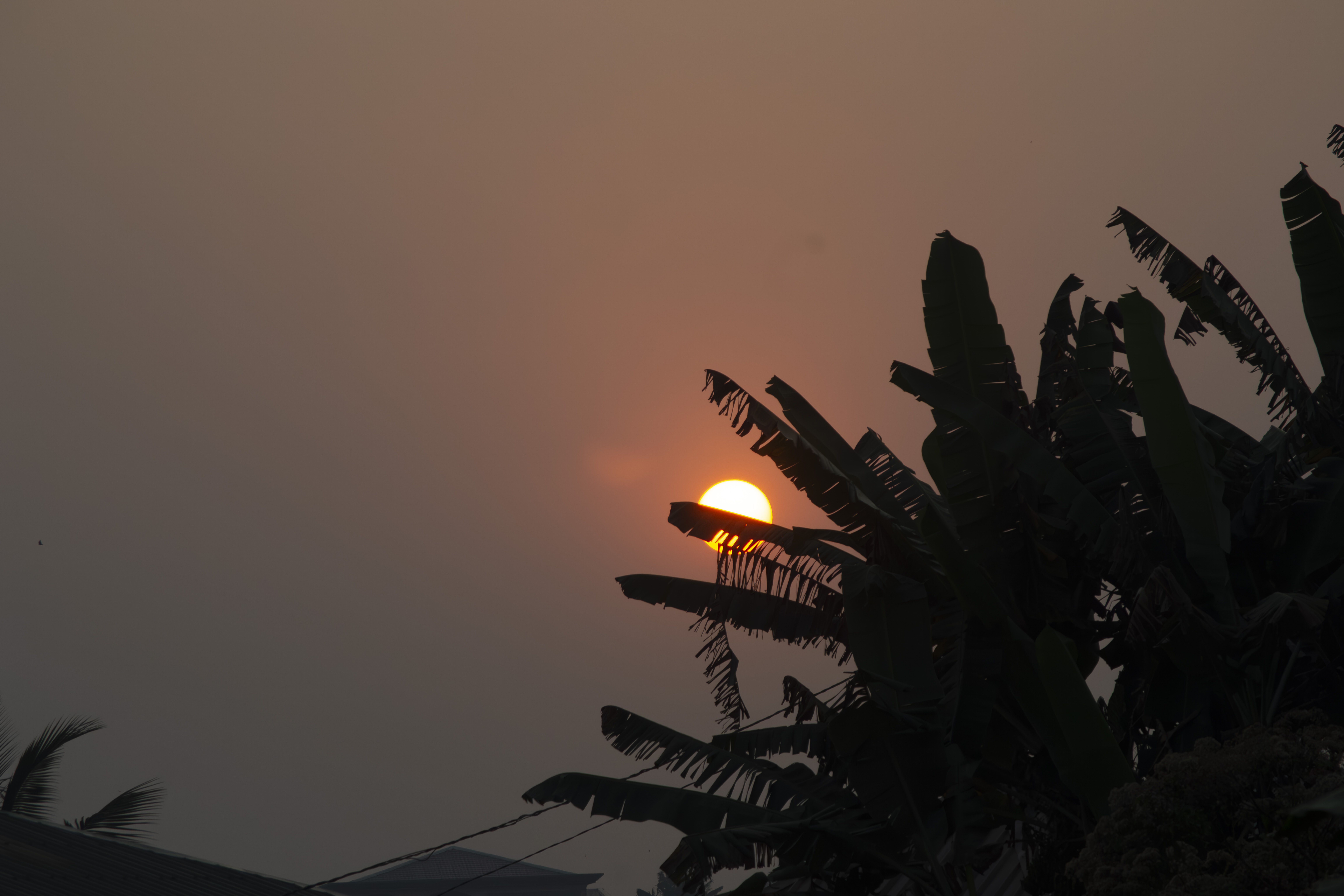 Coucher de soleil orangé avec silhouettes de feuilles de bananier à yaounde 02