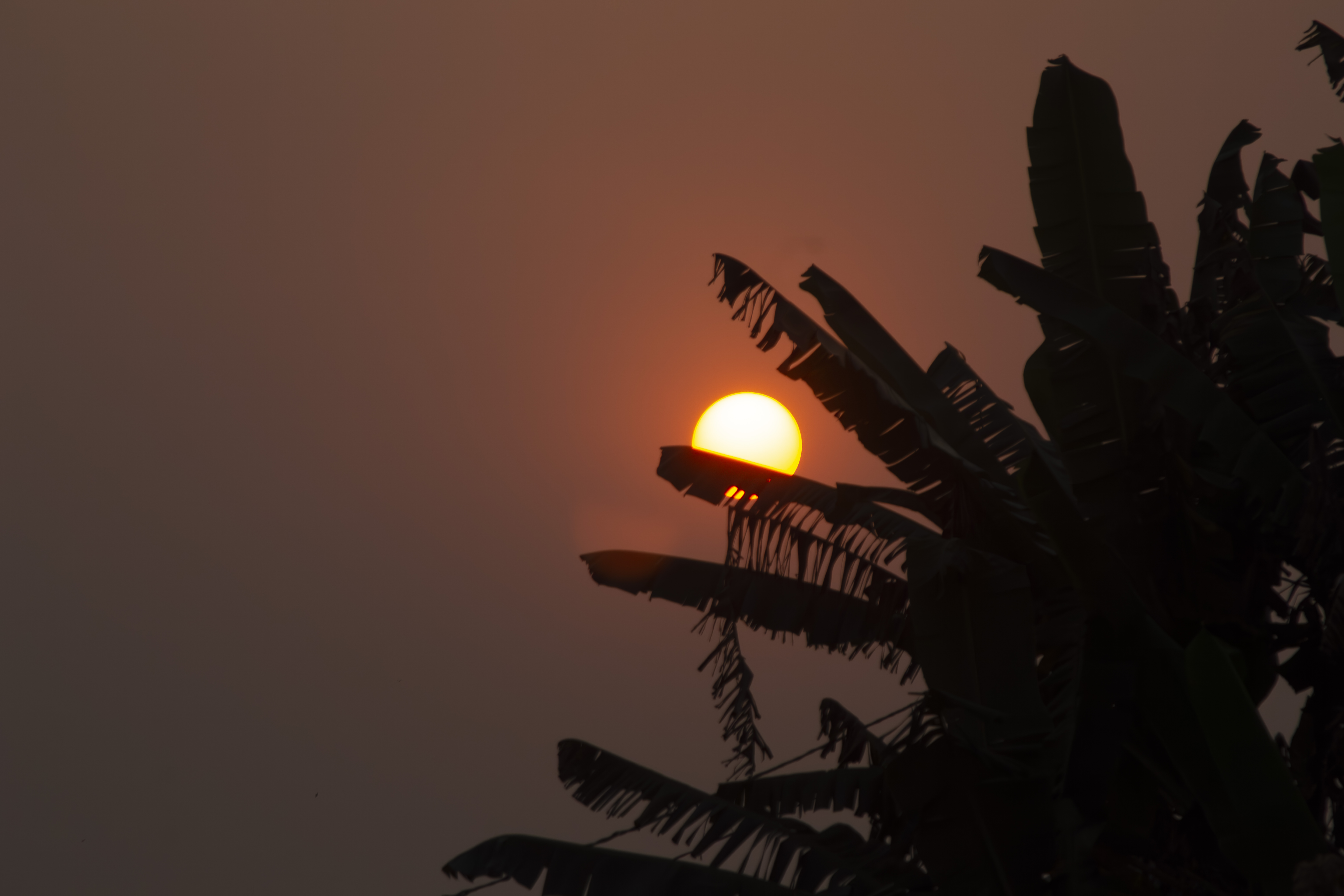 Coucher de soleil orangé avec silhouettes de feuilles de bananier à yaounde 03