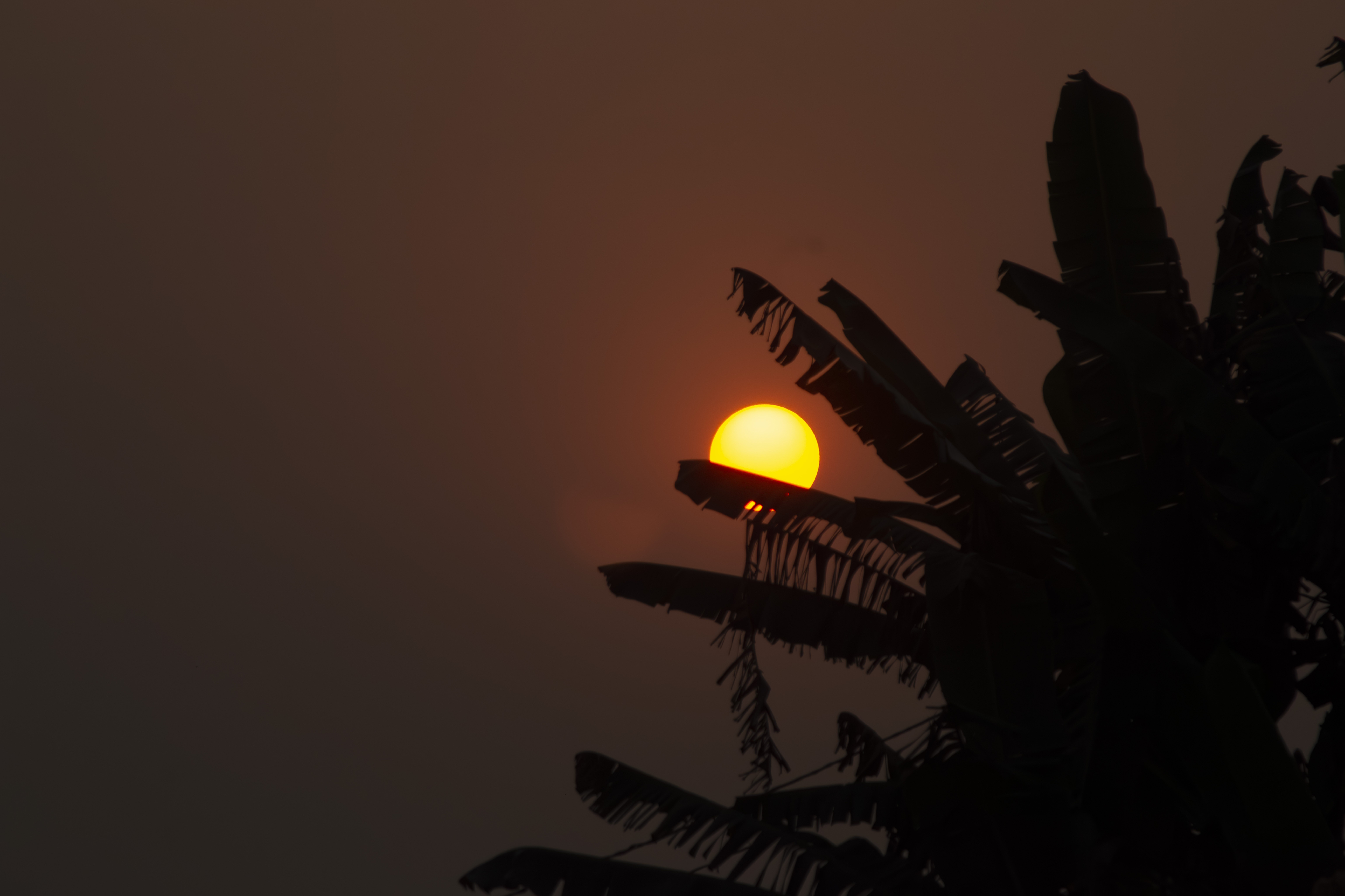 Coucher de soleil orangé avec silhouettes de feuilles de bananier à yaounde 04
