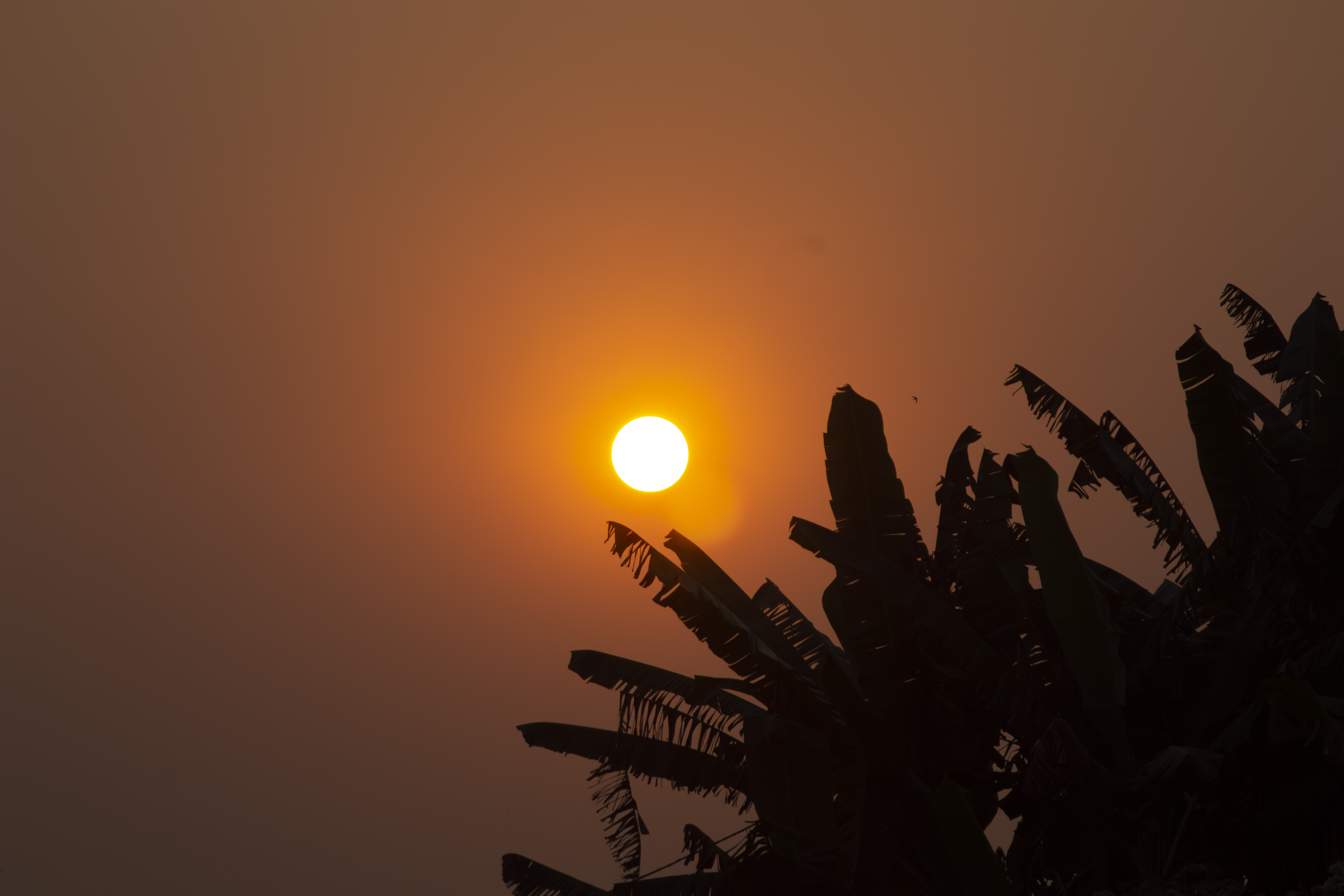 Coucher de soleil orangé avec silhouettes de feuilles de bananier à yaounde Cameroun