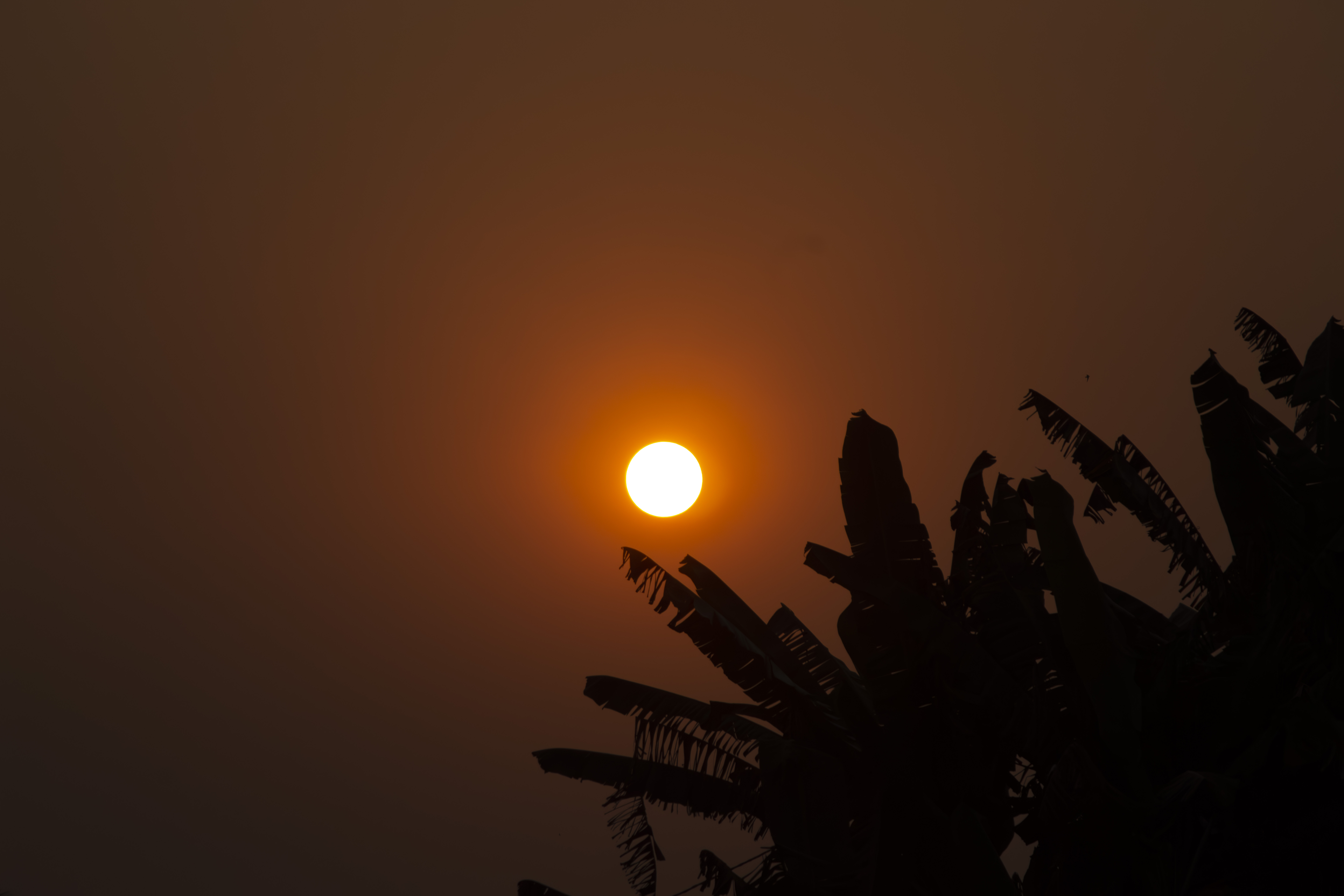 Coucher de soleil orangé avec silhouettes de feuilles de bananier à yaounde, Cameroun 01