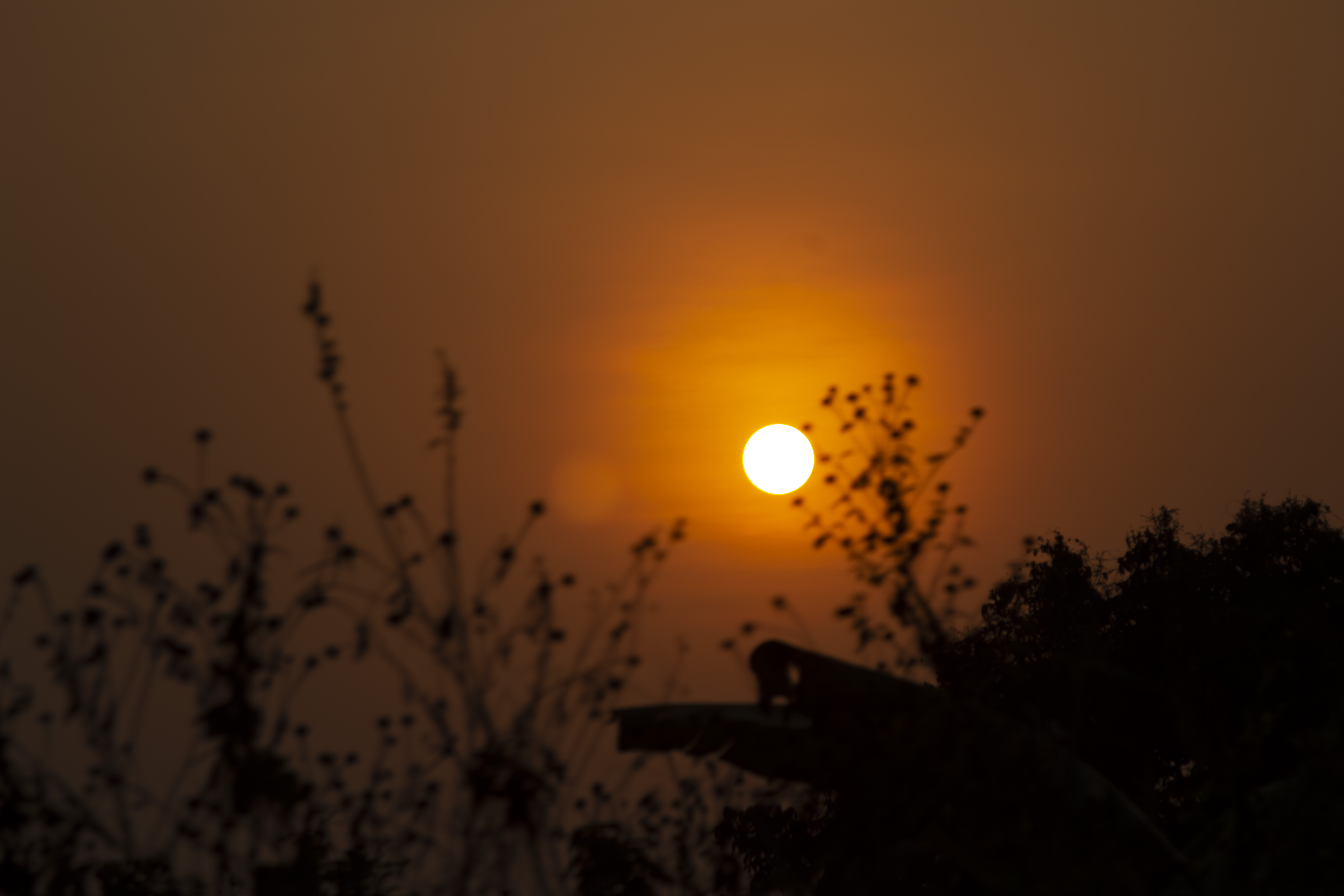 Coucher de soleil orangé avec tree silhouettes à yaounde 01