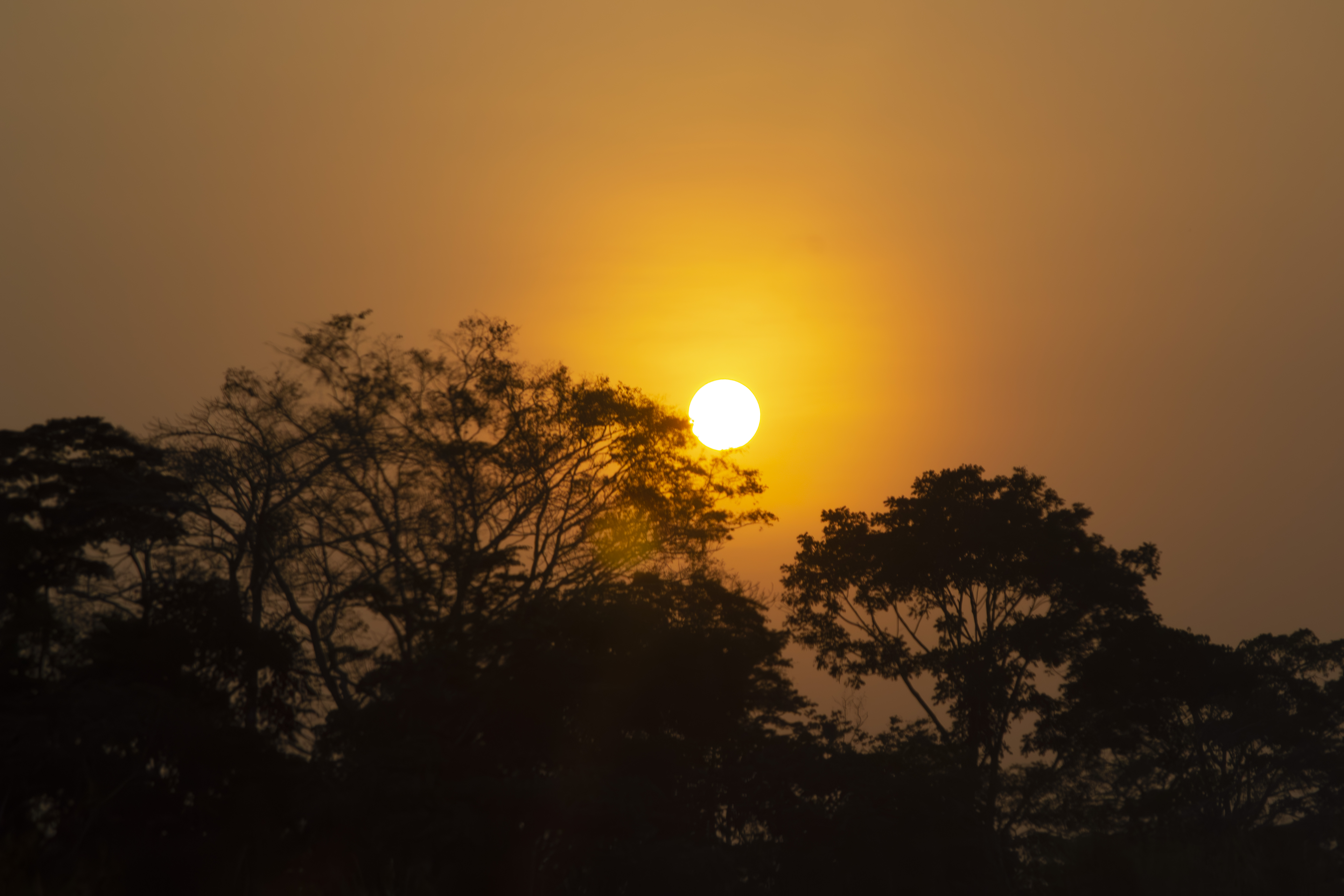 Coucher de soleil orangé avec tree silhouettes à yaounde 02