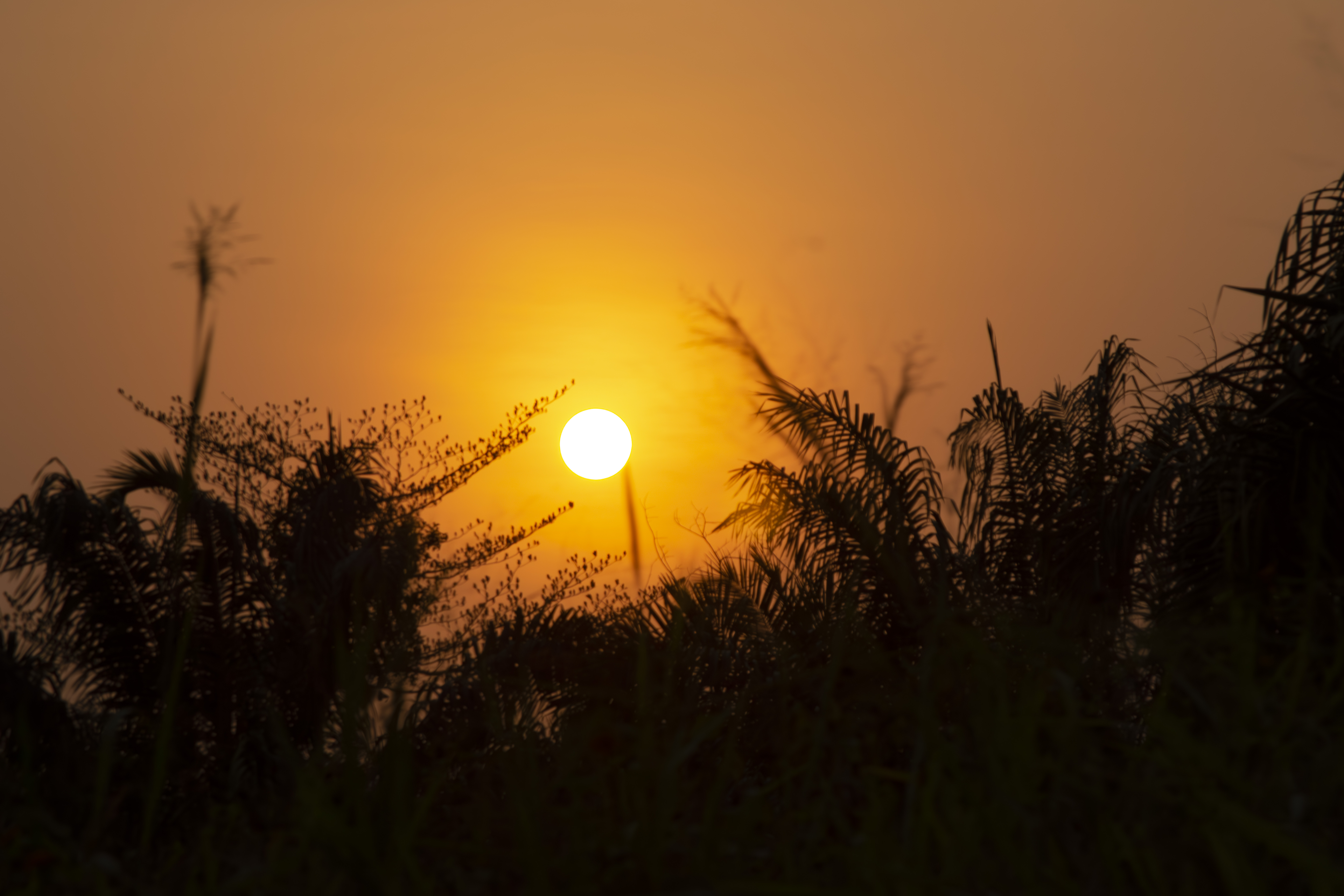Coucher de soleil orangé avec tree silhouettes à yaounde 04