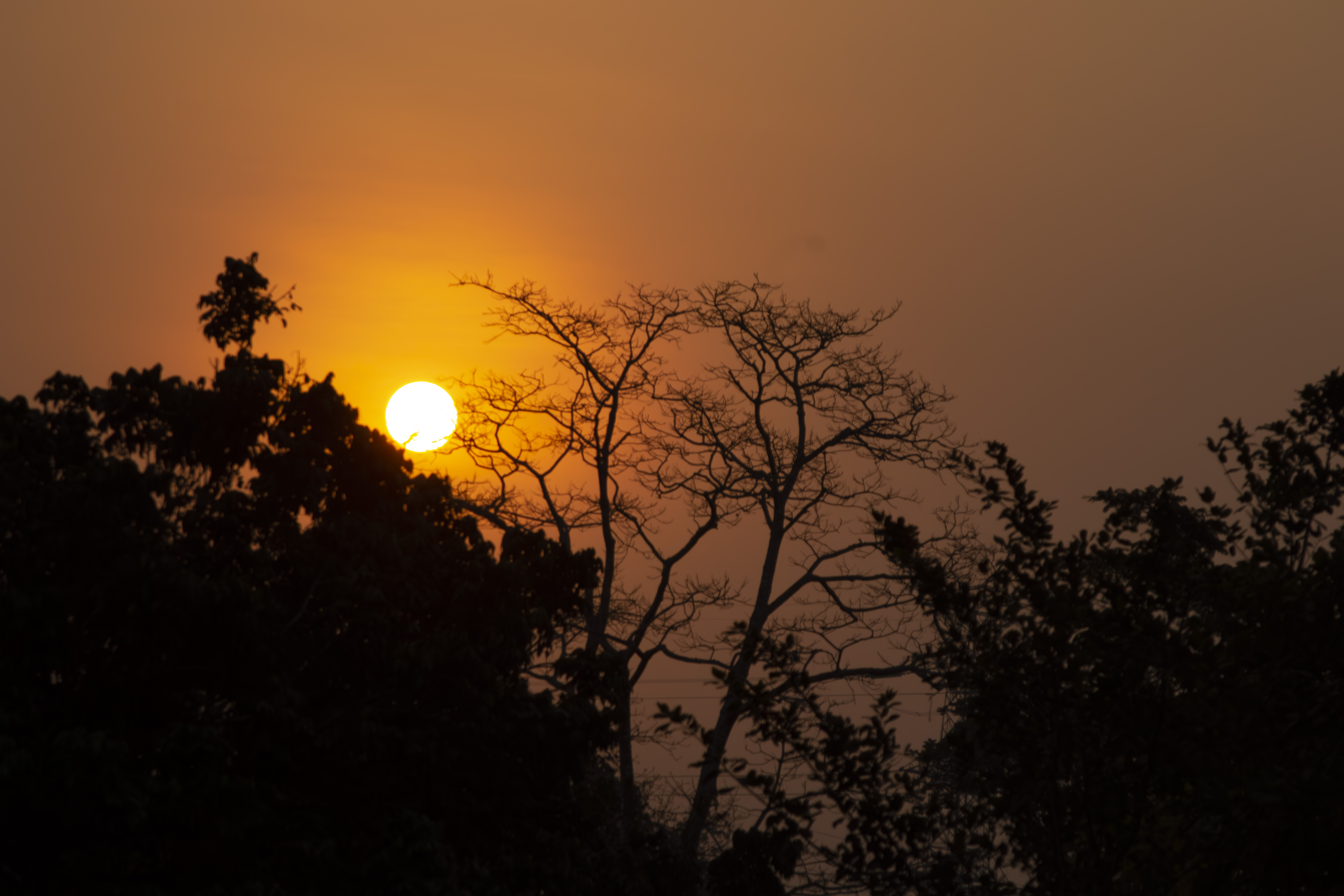 Coucher de soleil orangé avec tree silhouettes à yaounde 08