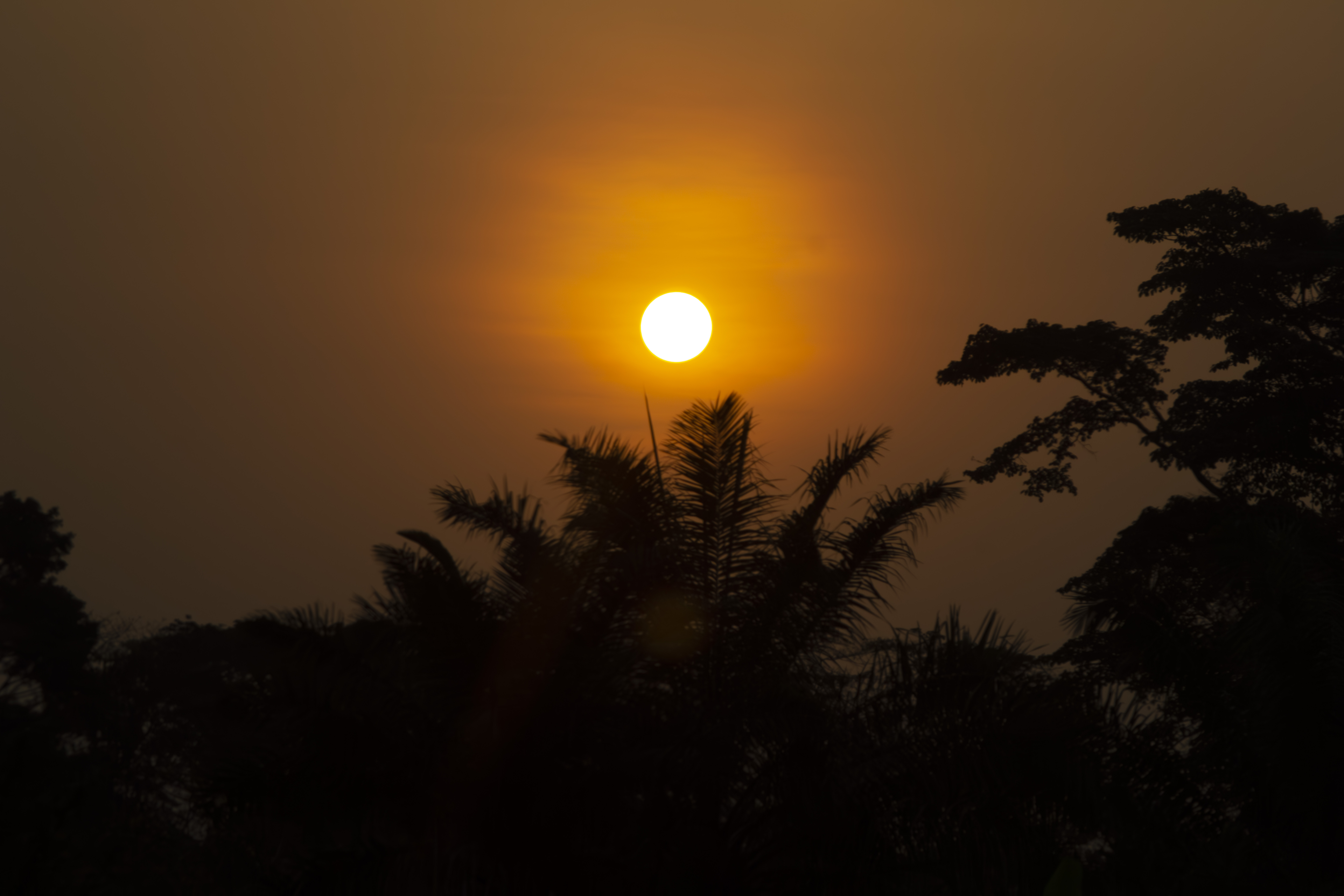 Coucher de soleil orangé avec tree silhouettes à yaounde 10
