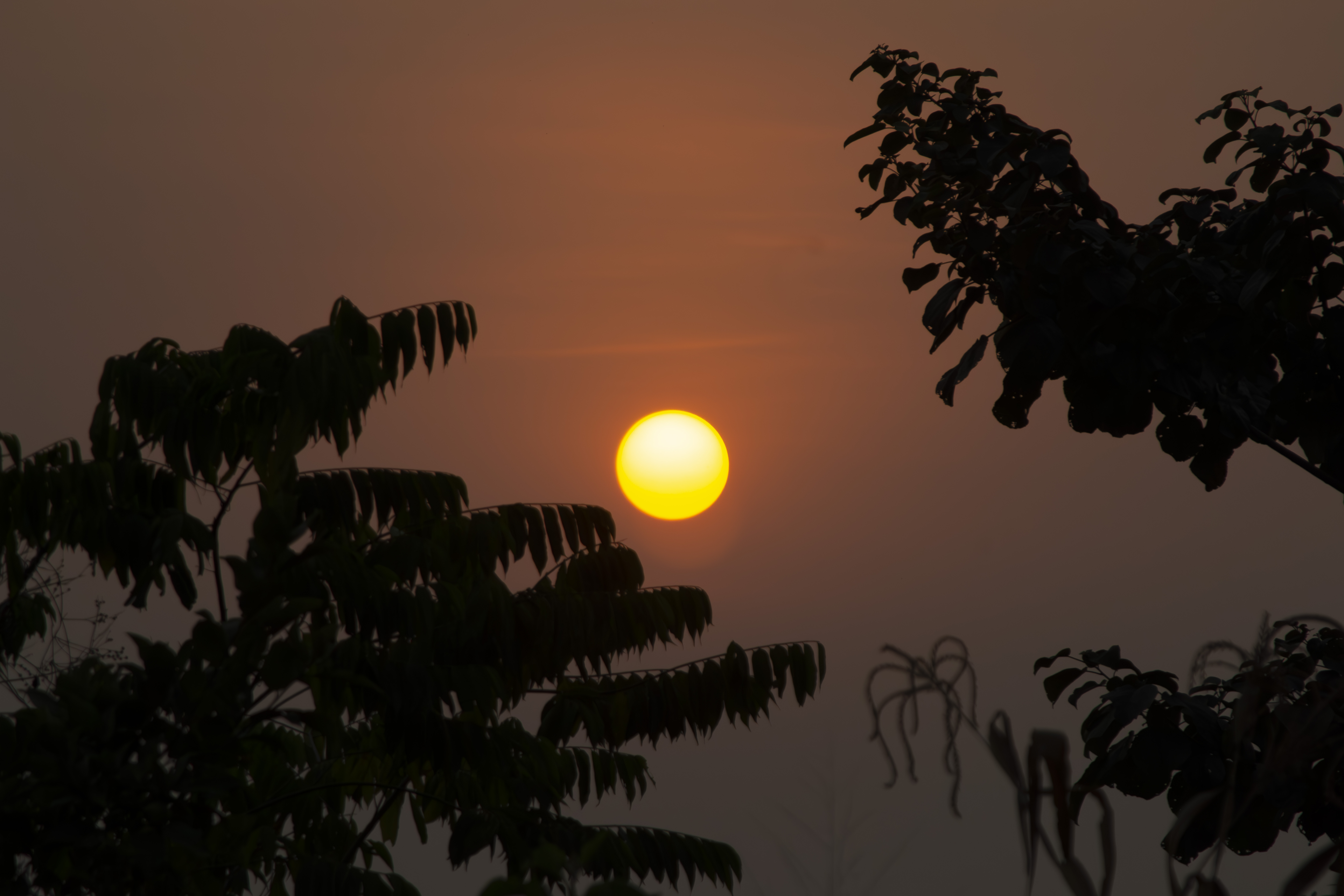 Coucher de soleil orangé avec tree silhouettes à yaounde 11