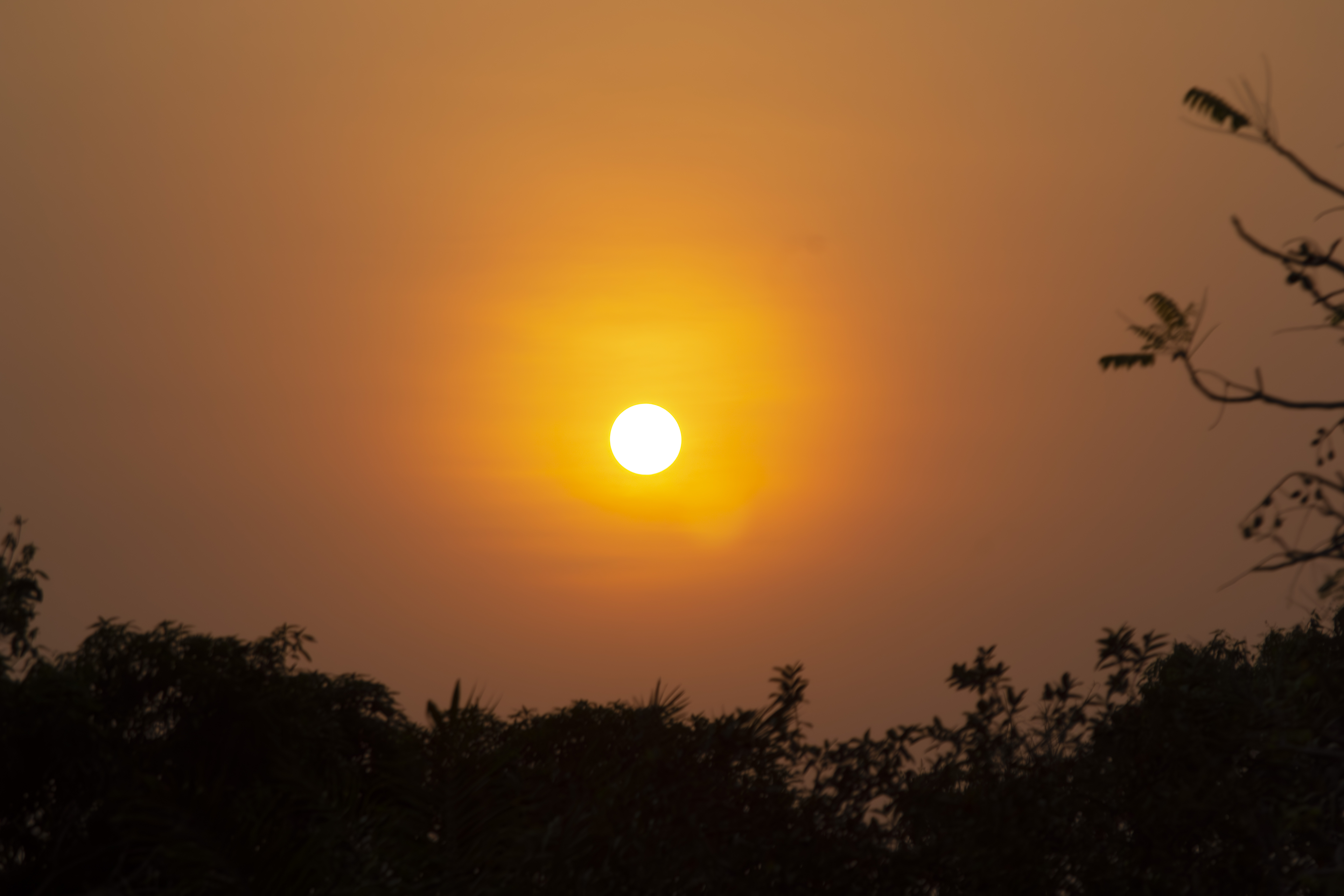 Coucher de soleil orangé avec tree silhouettes à yaounde 15