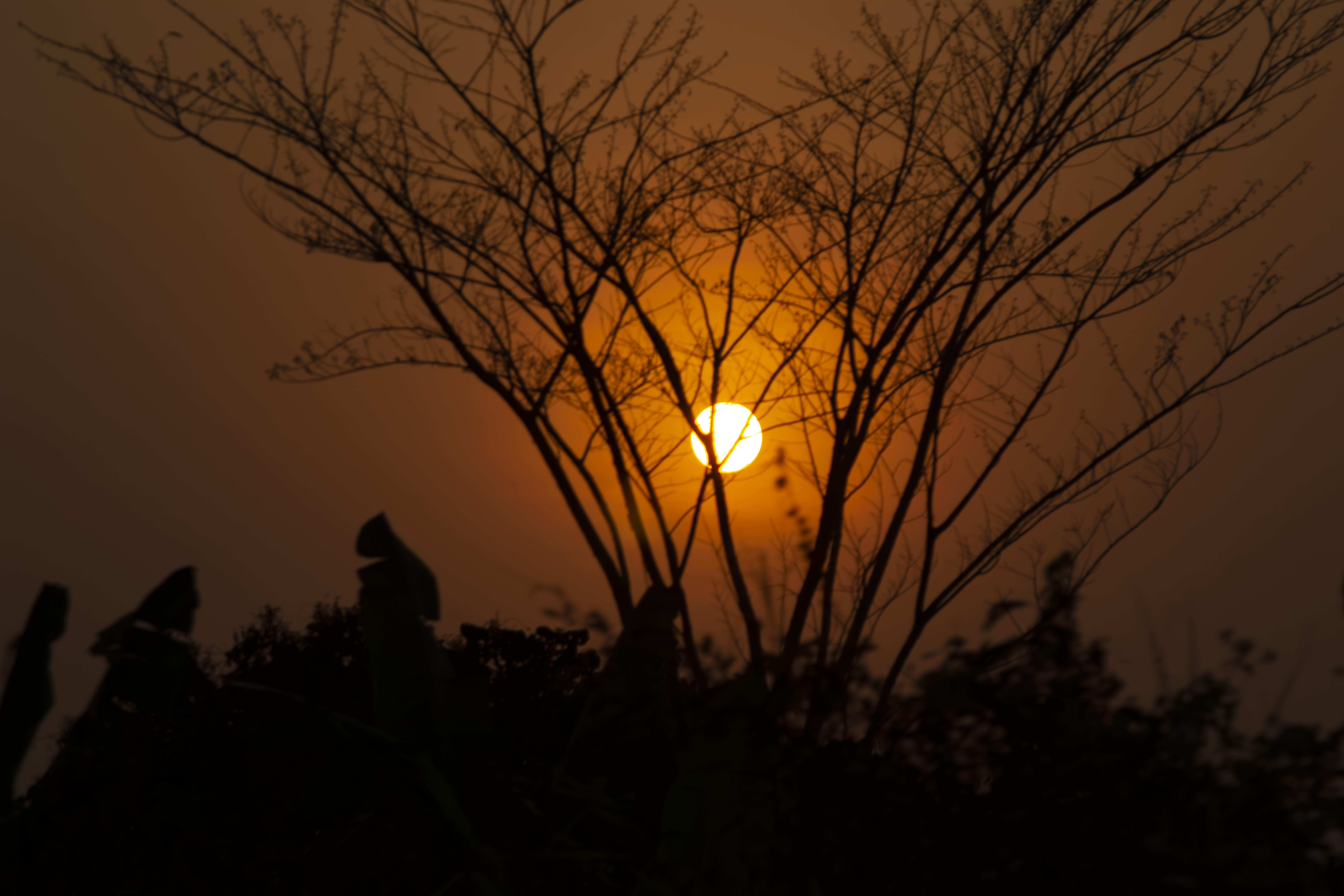 Coucher de soleil orangé avec tree silhouettes à yaounde