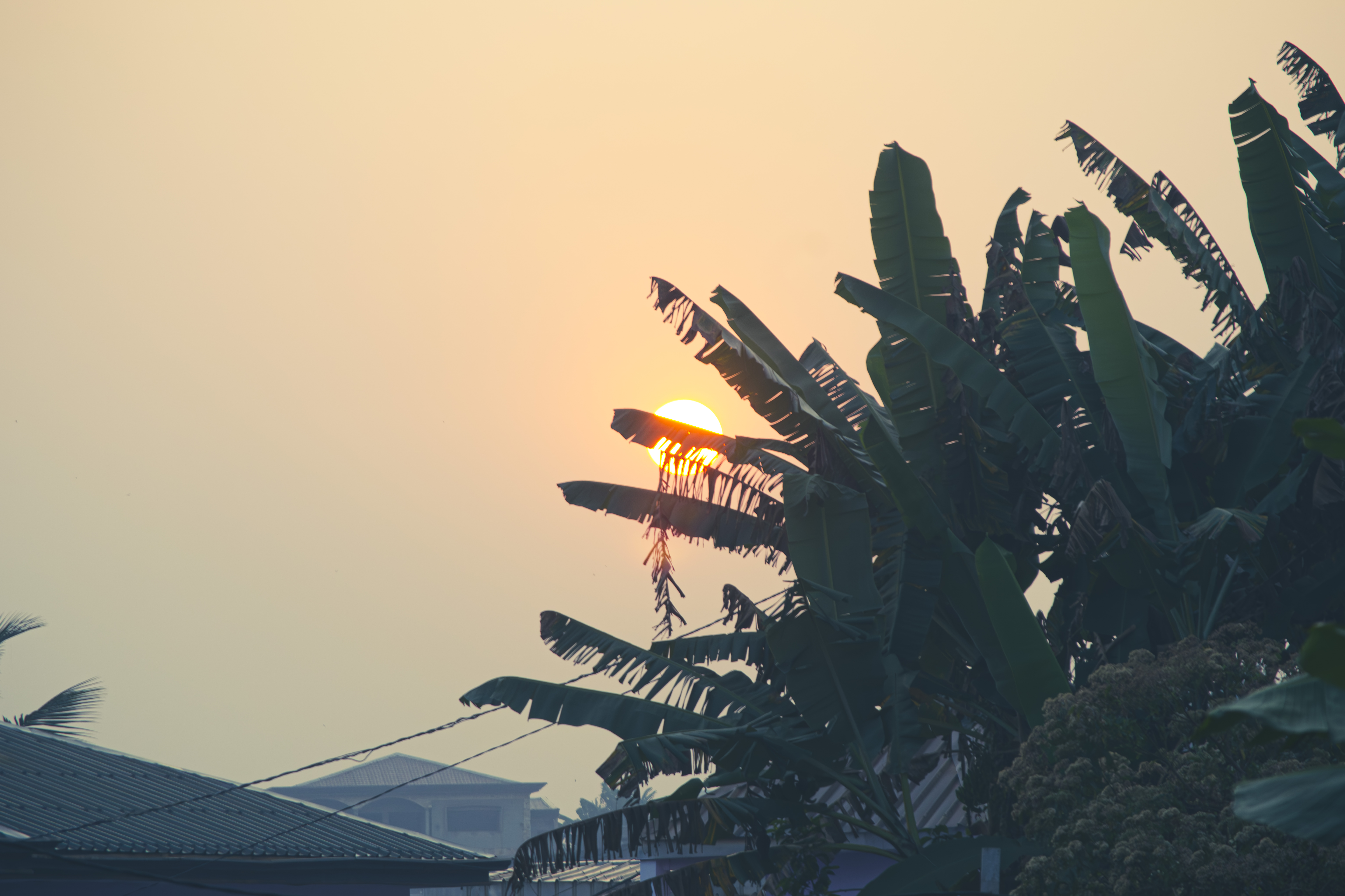 Silhouette de feuilles de bananier à coucher de soleil à Yaounde, Cameroun 01