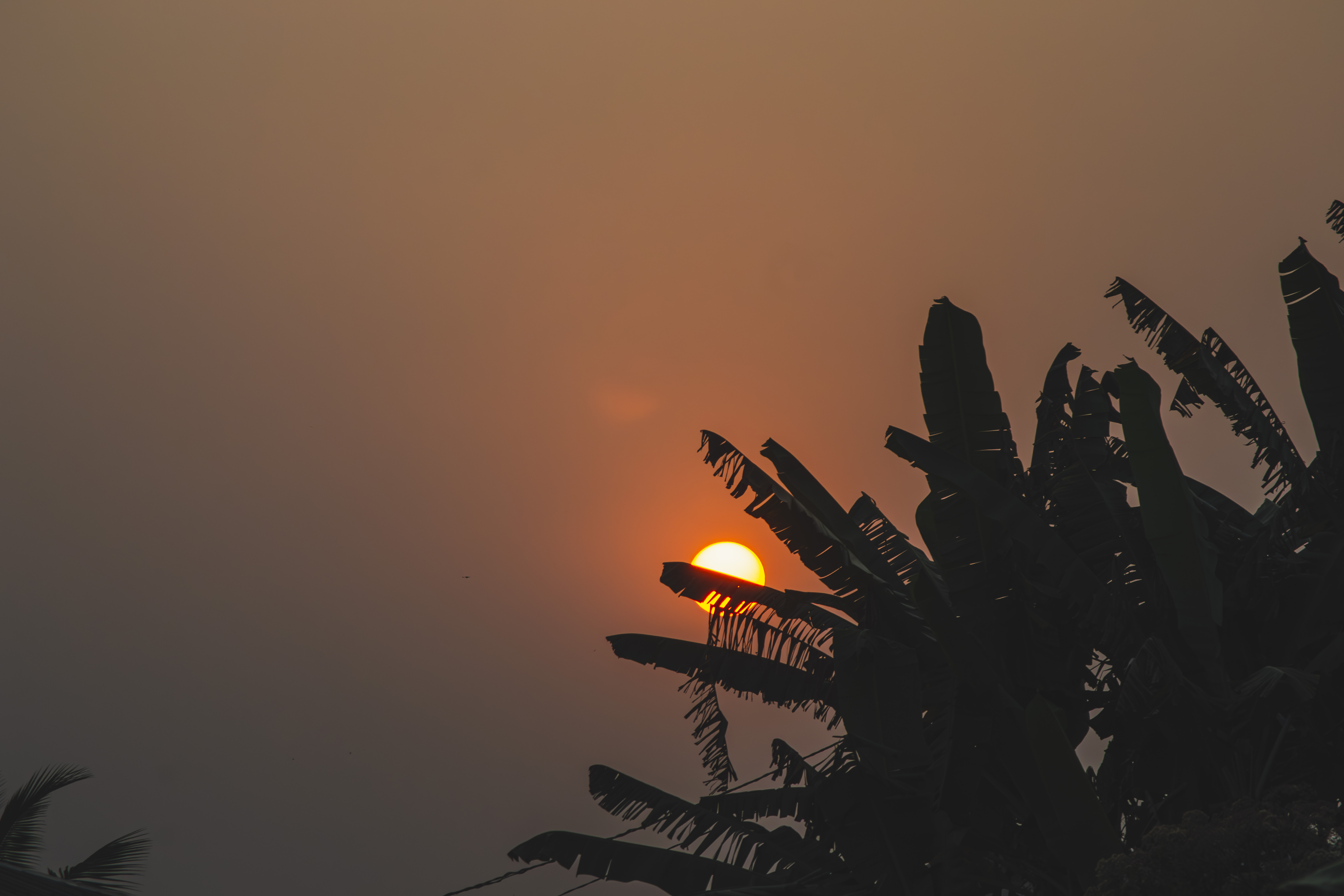 Silhouette de feuilles de bananier à coucher de soleil à Yaounde, Cameroun 02