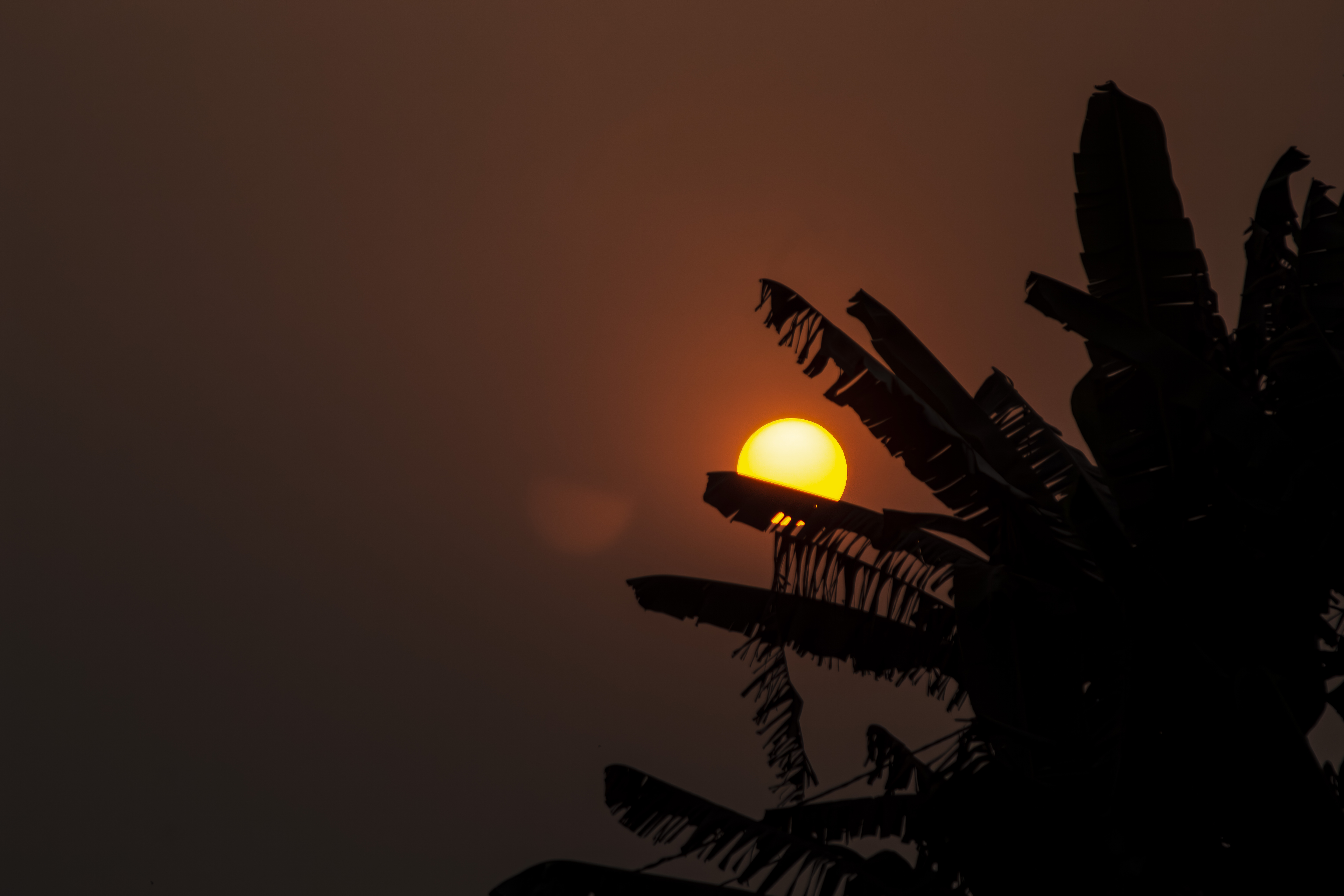 Silhouette de feuilles de bananier à coucher de soleil à Yaounde, Cameroun 03