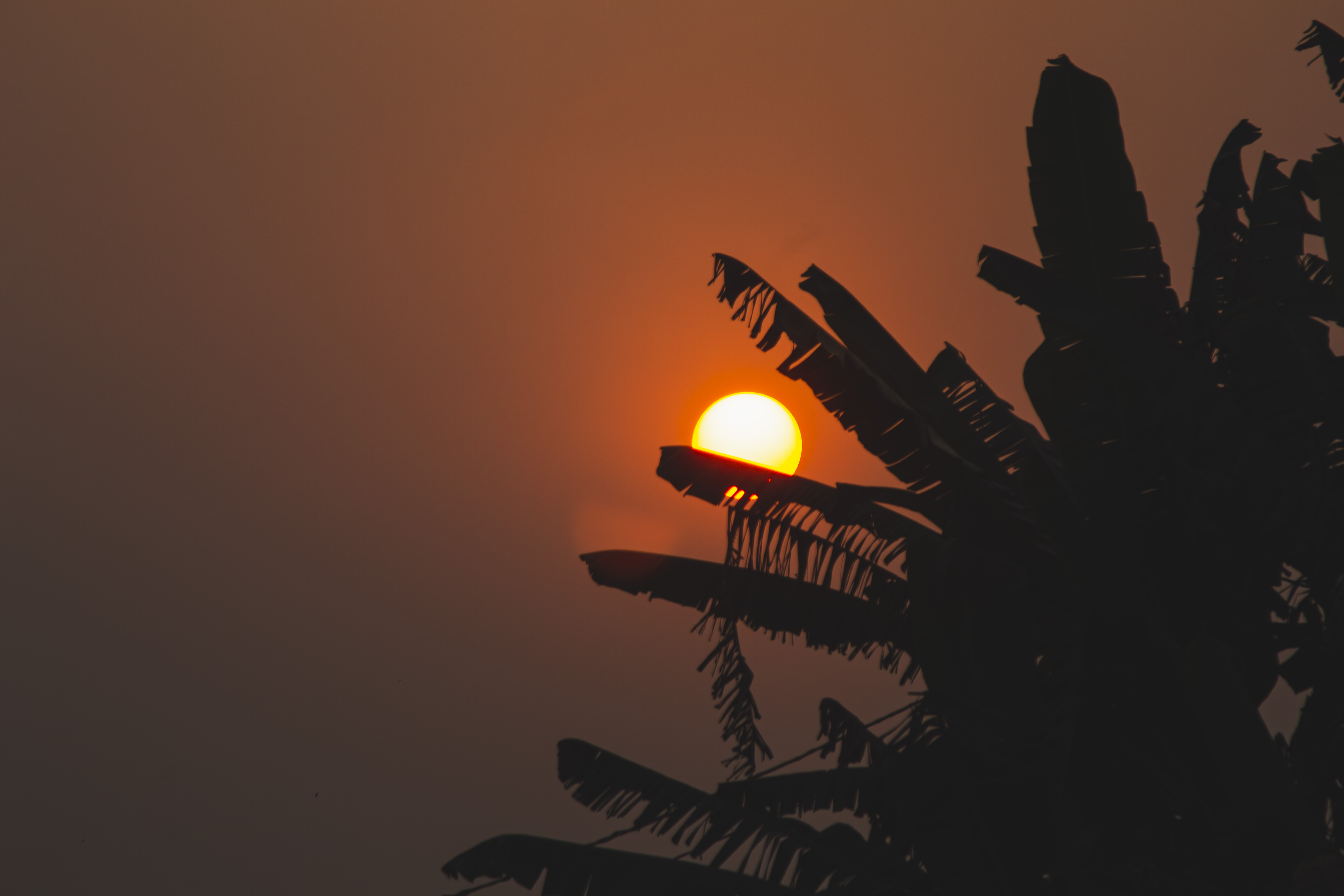 Silhouette de feuilles de bananier à coucher de soleil à Yaounde, Cameroun 04