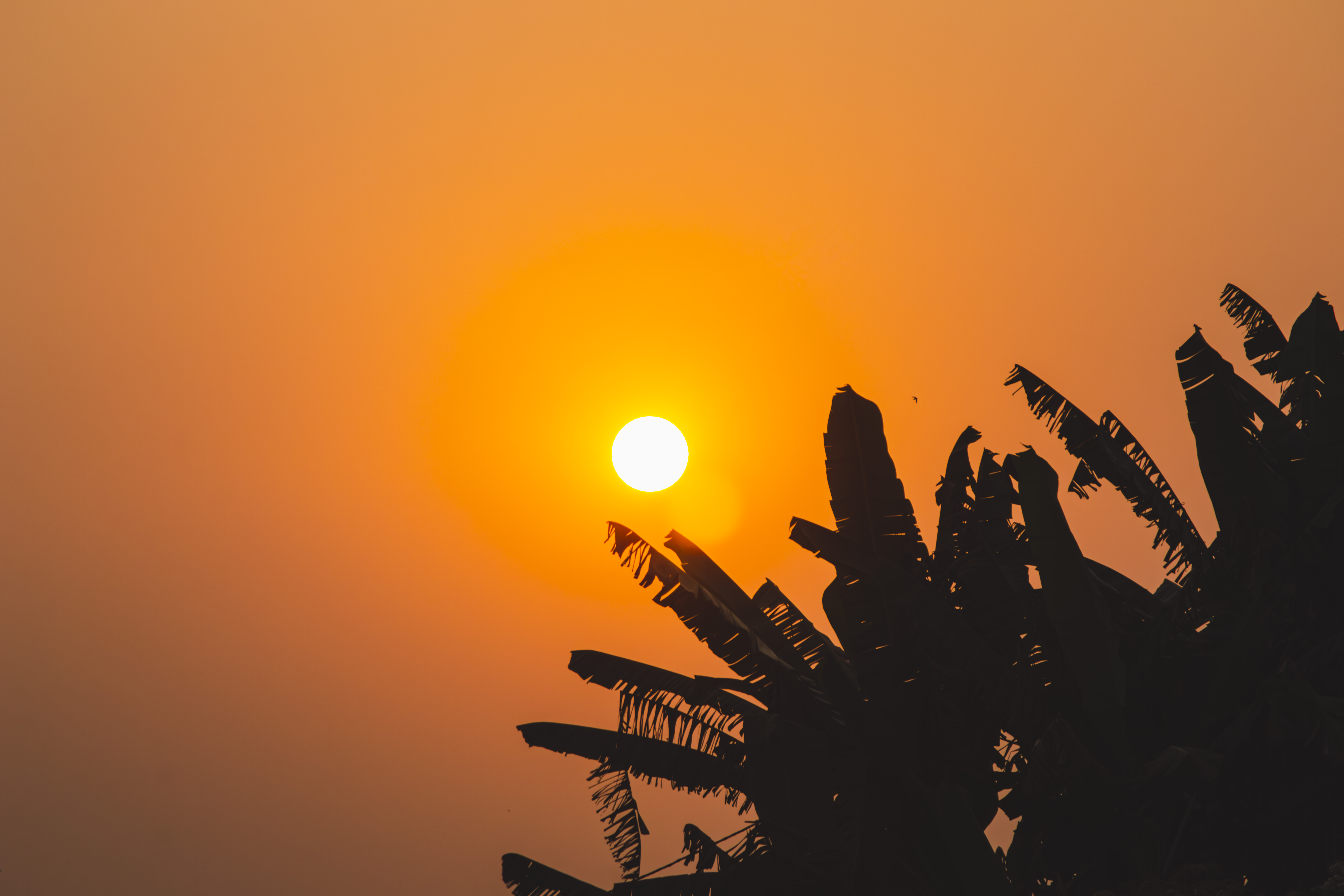 Silhouette de feuilles de bananier à coucher de soleil à Yaounde, Cameroun 05