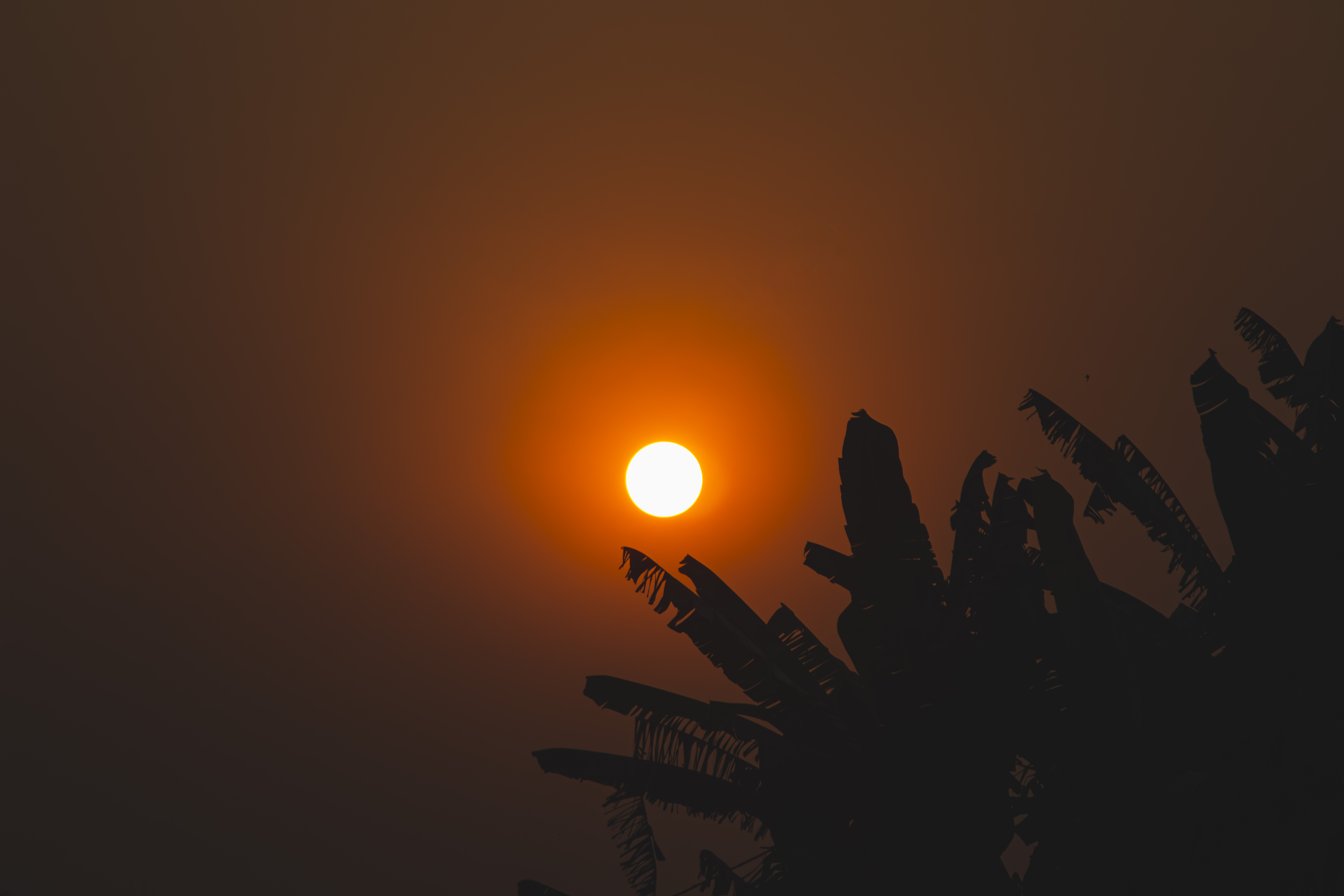 Silhouette de feuilles de bananier à coucher de soleil à Yaounde, Cameroun 06