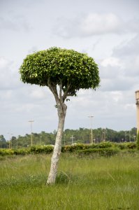 Small arbuste avec vert feuilles à un jardin
