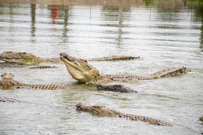 Le tête d'un crocodile mangeant à le Lac aux crocodiles à le city de Yamoussoukro à Côte d'Ivoire 01
