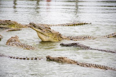 Le tête d'un crocodile mangeant à le Lac aux crocodiles à le city de Yamoussoukro à Côte d'Ivoire 02