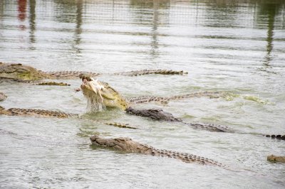 Le tête d'un crocodile mangeant à le Lac aux crocodiles à le city de Yamoussoukro à Côte d'Ivoire