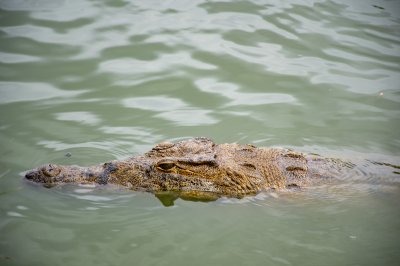 Le tête d'un crocodile nageant à le Lac aux crocodiles à le city de Yamoussoukro à Côte d'Ivoire