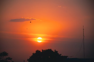 Beau coucher de soleil avec silhouette de trees et oiseaux
