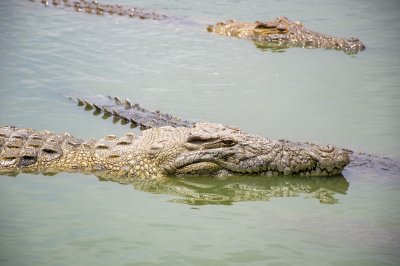 Crocodiles à le city de Yamoussoukro