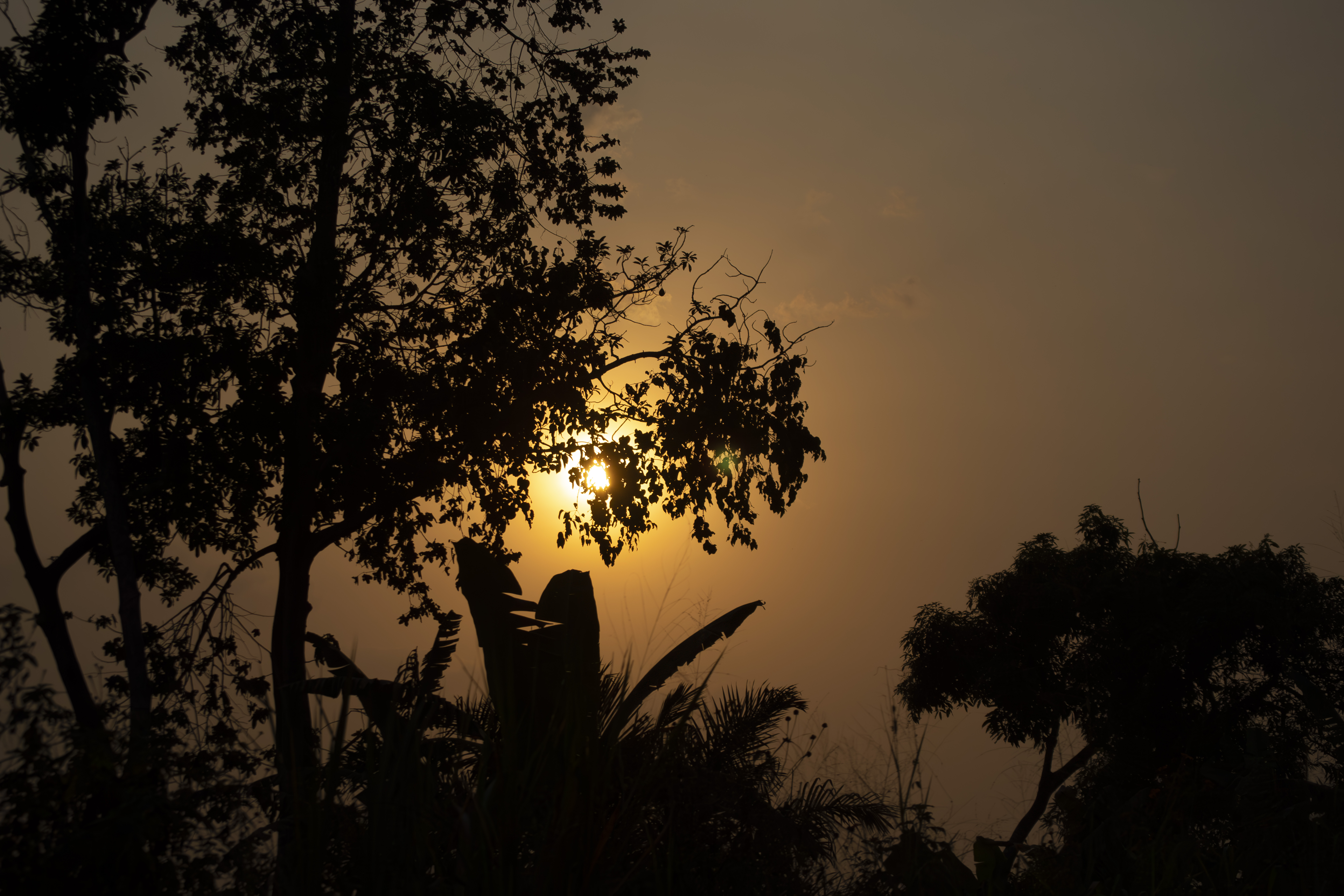 Silhouettes de trees hiding le coucher de soleil 02
