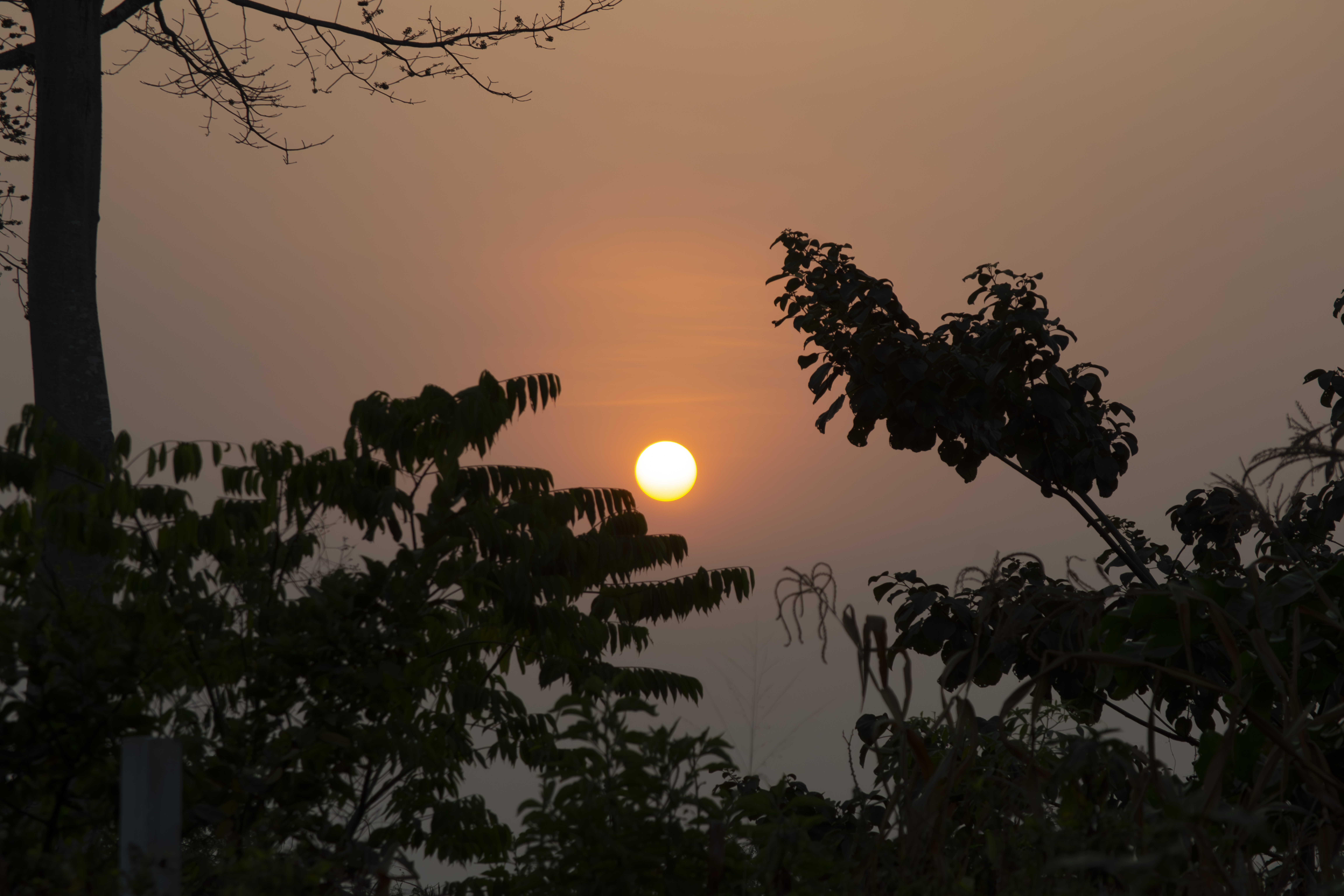 Silhouettes de trees hiding le coucher de soleil 04